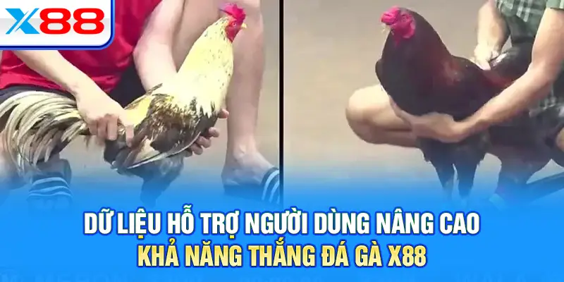 Dữ liệu hỗ trợ người dùng nâng cao khả năng thắng đá gà X88