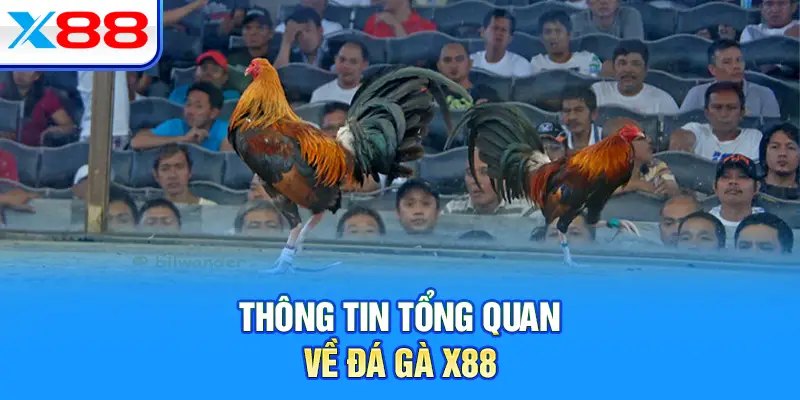 Thông tin tổng quan về đá gà X88